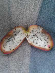 Night Blooming Peruvian Torch Cacti, Peruvian Apple Fruit