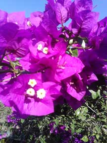 Boganvalia purple flowers, custompokersandmore