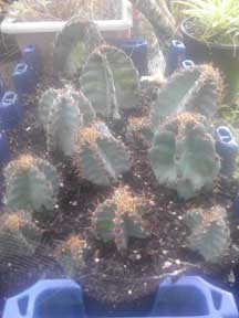 Night Blooming Peruvian Torch Cacti