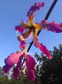 Monkey No Climb Tree Flower, 8