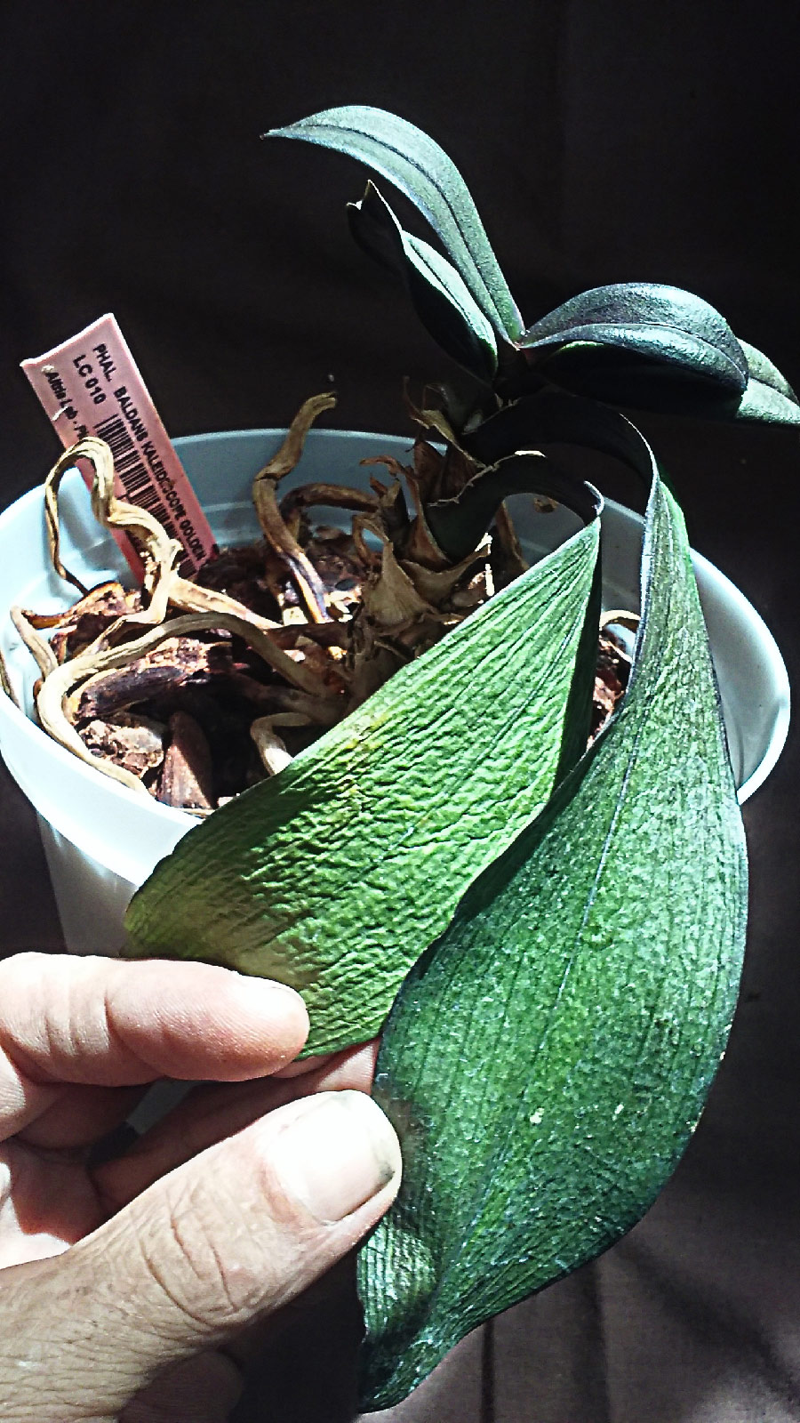 Phaleanopsis Orchid Needs to be potted...