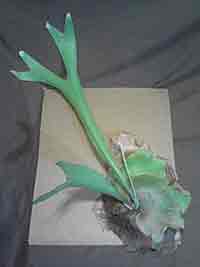 Staghorn Fern Ready To Mount Approx. 2ft.tall