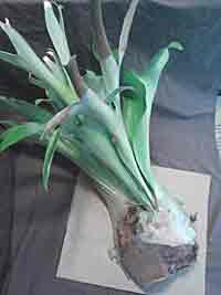 Large Staghorn Fern Over 2ft tall