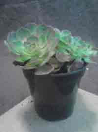 Aeonium, Catlin Hybrid, Succulent