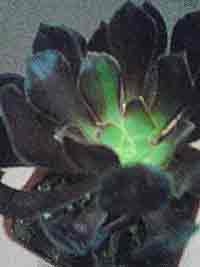 Aeonium, Concord Burgundy Hybrid, Succulent, Potted Plant