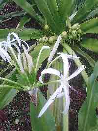 Crinum Giant Lilly