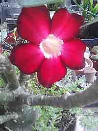 Dessert-Rose-Flowering-Succulent-Potted-Plant