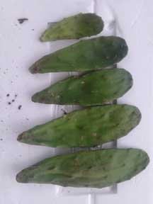 Opuntia, NOPAL, 