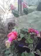 Opuntia, NOPAL, 