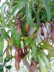 Nepenthes, Alata, CustomPokersAndMore