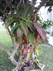  Nepenthes, CustomPokersAndMore