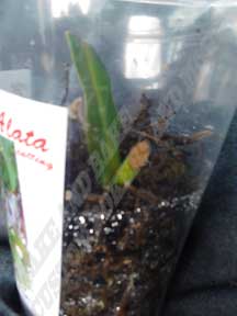 Cutting in cup ready for shipping, Nepenthes, Alata, CustomPokersAndMore