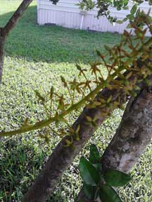 Nepenthes, Alata, Flower, FEM., CustomPokersAndMore