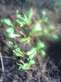 Venus Flytrap, CustomPokersAndMore
