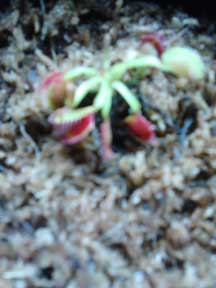 Venus Flytrap, CustomPokersAndMore