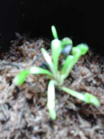 Venus Flytrap, CustomPokersAndMore
