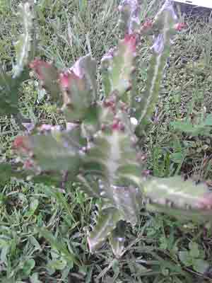 Euphorbia, Lactea, Variegated, Dragon Bones 