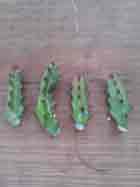 Euphorbia, Lactea, Variegated, Dragon Bones 