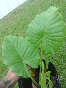 Upright Elephant Ear Plant adult, custompokersandmore