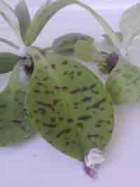 Succulent, Very Hardy, custompokersandmore