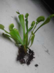 Venus Flytrap, CustomPokersAndMore