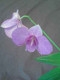 Dendrobium, Orchids