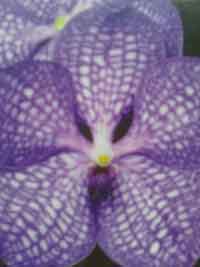 Vanda,-Ascocenda-Orchid, plant.