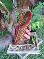Carnivorous Pitcher Plant, Nepenthes, Alata, I EAT BUGS!! CustomPokersAndMore, PokerKing321