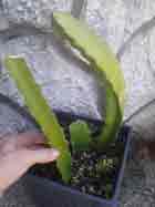 Dragon Fruit Cactus,