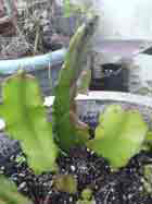 Dragon Fruit Cactus,