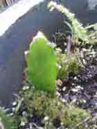 Dragon Fruit Cactus,