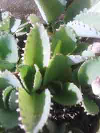 Succulent, Very Hardy, custompokersandmore