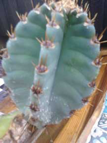 Night Blooming Peruvian Torch Cactus