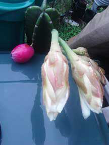 Night Blooming Peruvian Torch Cactus