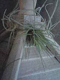 Living Birdhouse BH2Fin1