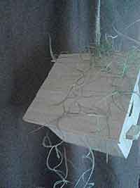 Living Birdhouse BH3Fin1