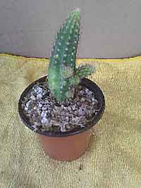Chamaelobivia, ROSE QUARTZ, Flowering Hybrid Cactus, CPM Sku#CRQCactus291433987931