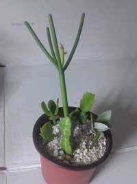 Cacti and Succulent 8pc Starter Kit