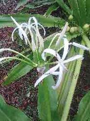 Crinum Giant Lilly Bulbs
