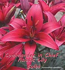 Commander In Chief, 2 Asiatic Lily Bulbs