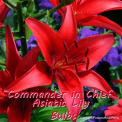 Commander In Chief, 2 Asiatic Lily Bulbs