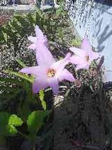 Rain Lilly, Flora Lavender