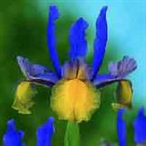 Dutch Iris Miss Saigon