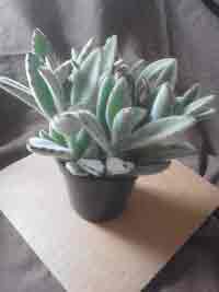 Kalanchoe Tomentosa, Panda Plant, Pussy Ears, Chocolate Soldier, Succulent, Felt Plant